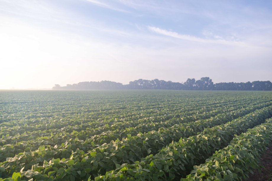 Soybean field