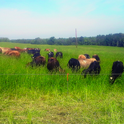 Cows in pasture