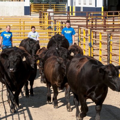 Students with Cattle