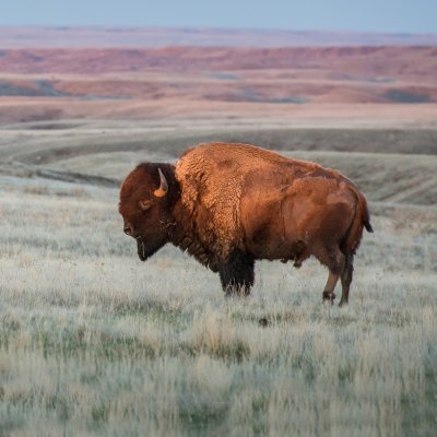 Bison