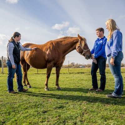 Two people holding a horse while a veterinarian listens to its lungs.