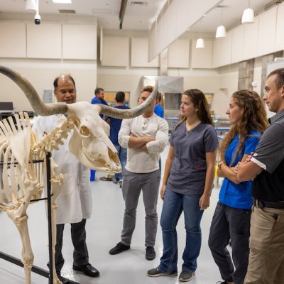 Students learning in anatomy lab