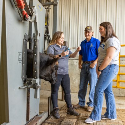 A veterinarian works with a cow while two students watch.