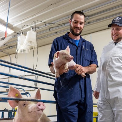 Two students working with pigs at the Swine Education and Research Facility.