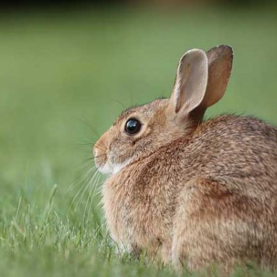 Rabbit Reads book collection