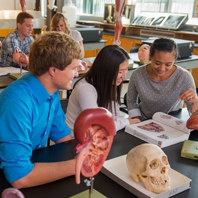 students using anatomy models