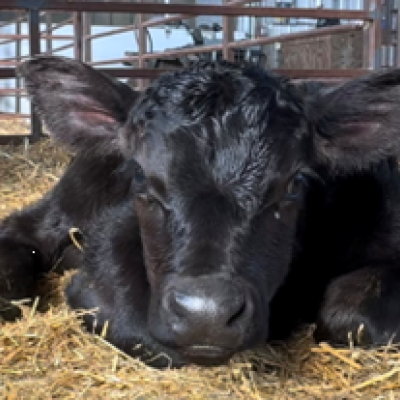 A black calf laying down in straw.