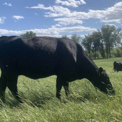 Black cow grazing green grass