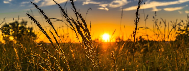 Wheat field at sunset