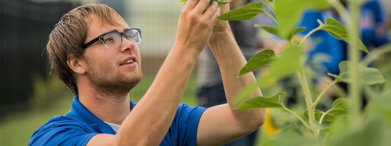 man inspects a plant in a garden