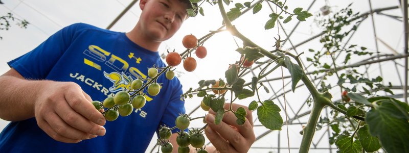 student looking at tomatoes