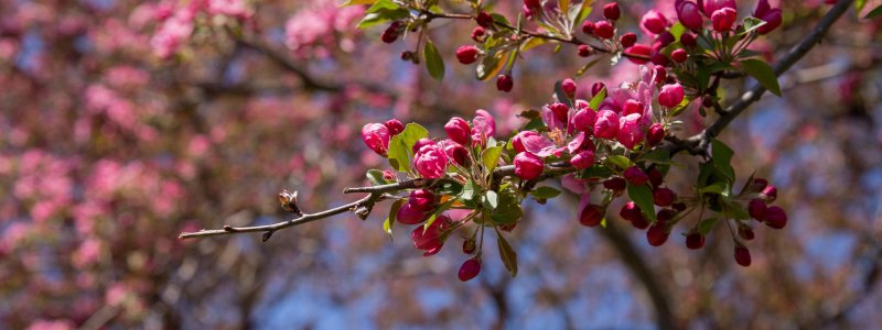 Flowers blooming