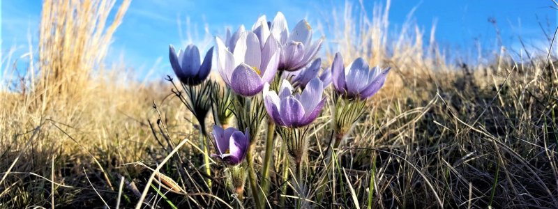 Pasqueflower and blue sky