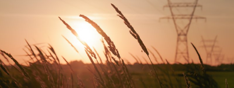 A field of wheat that is set against a pretty sunset and an array of power line towers in the background