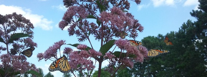 Three monarch butterflies on purple flowers.