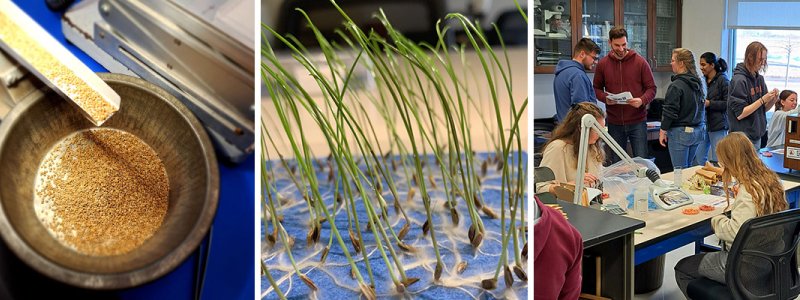 collage of mustard seeds, rye grass, students in seed lab