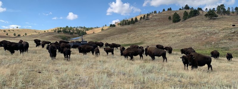 Bison on the prairie 