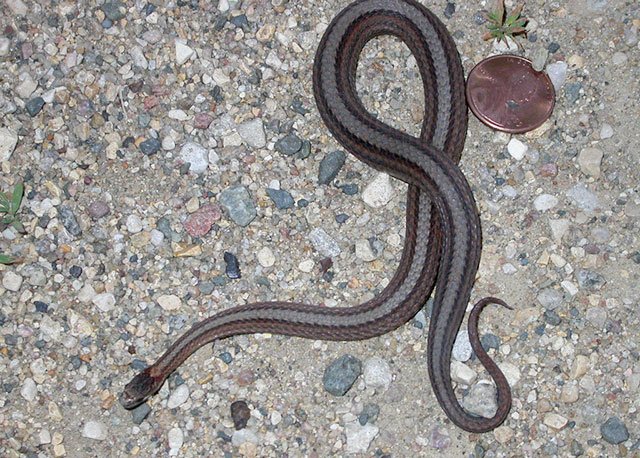 Brown snake