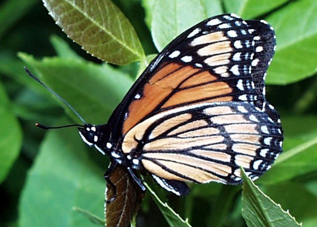 Monarch butterfly