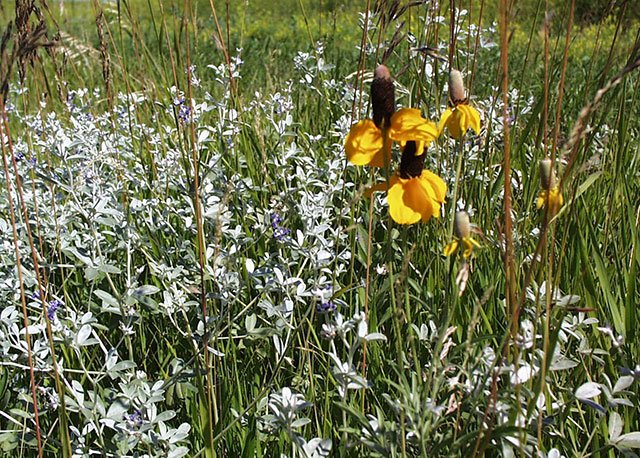 Prairie flowers