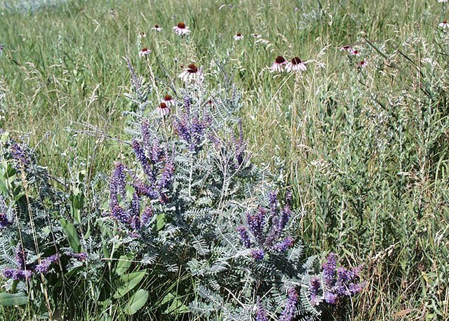 Prairie flowers and grass