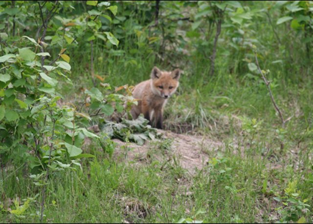 Red fox