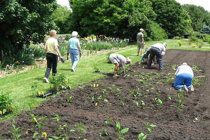 volunteers planting