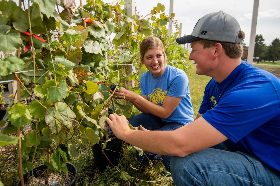 students looking a grapes