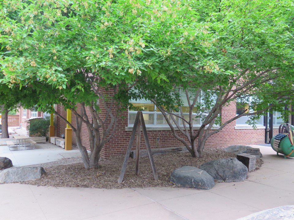 A place on the playground for the children to climb amongst the trees or balance on rocks.