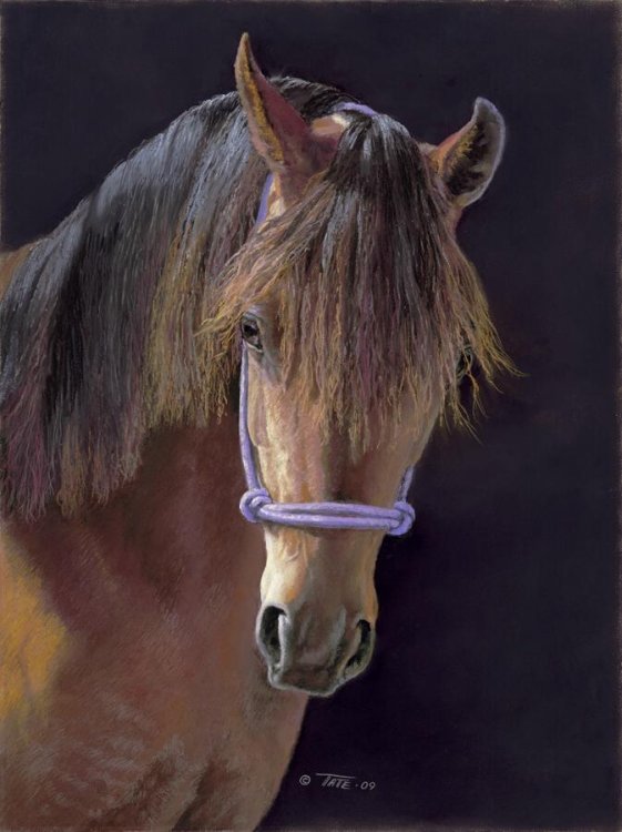 Rita Tate, "Susie," soft pastel,2009, SDAM 2010.12.1, South Dakota Art Museum Guild Purchase