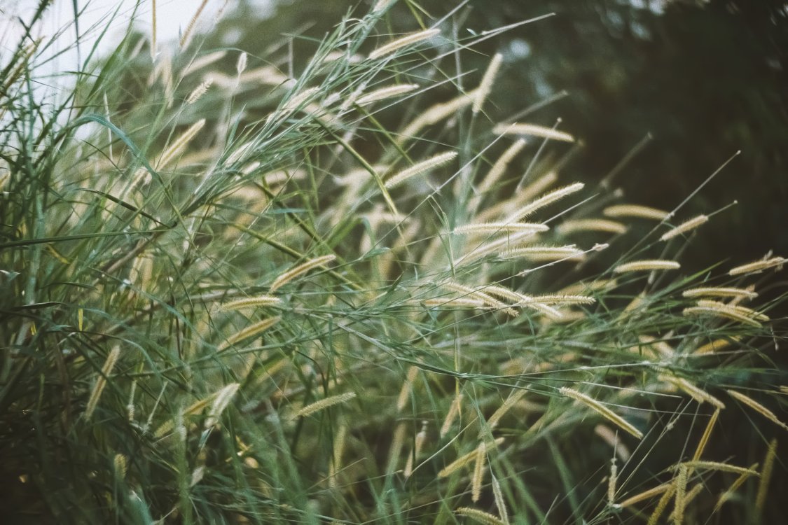 Image of feather grasses leaning sideways in the wind outdoors with dark canopy background mixed with the sky - Licensed freely from Unsplash