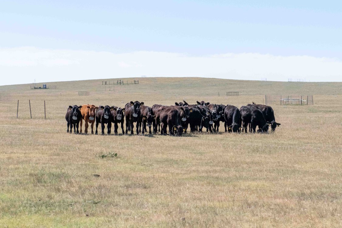 Cows with collars 