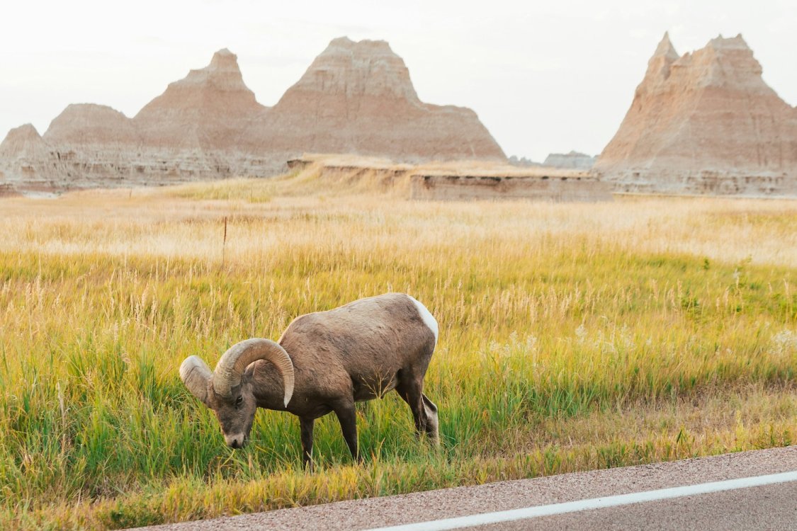 Bighorn sheep