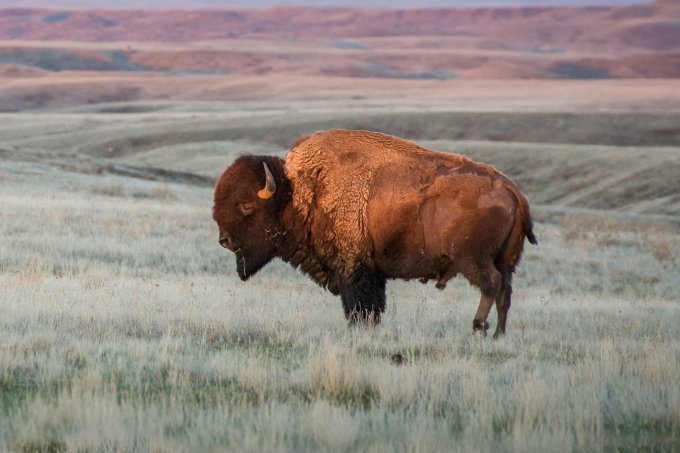 Bison