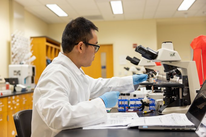 A medical laboratory sciences student works at a microscope in a lab on campus.