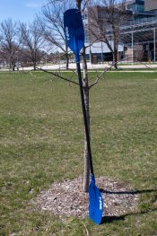 Blue and black paddle leaning on a tree.