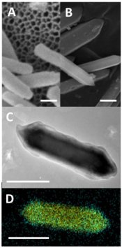 Reineke lab research image