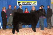 Students competing in steer show