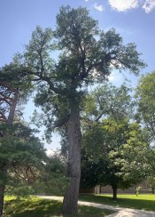 Oldest tree on campus 