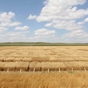 Dakota Lakes Research Farm